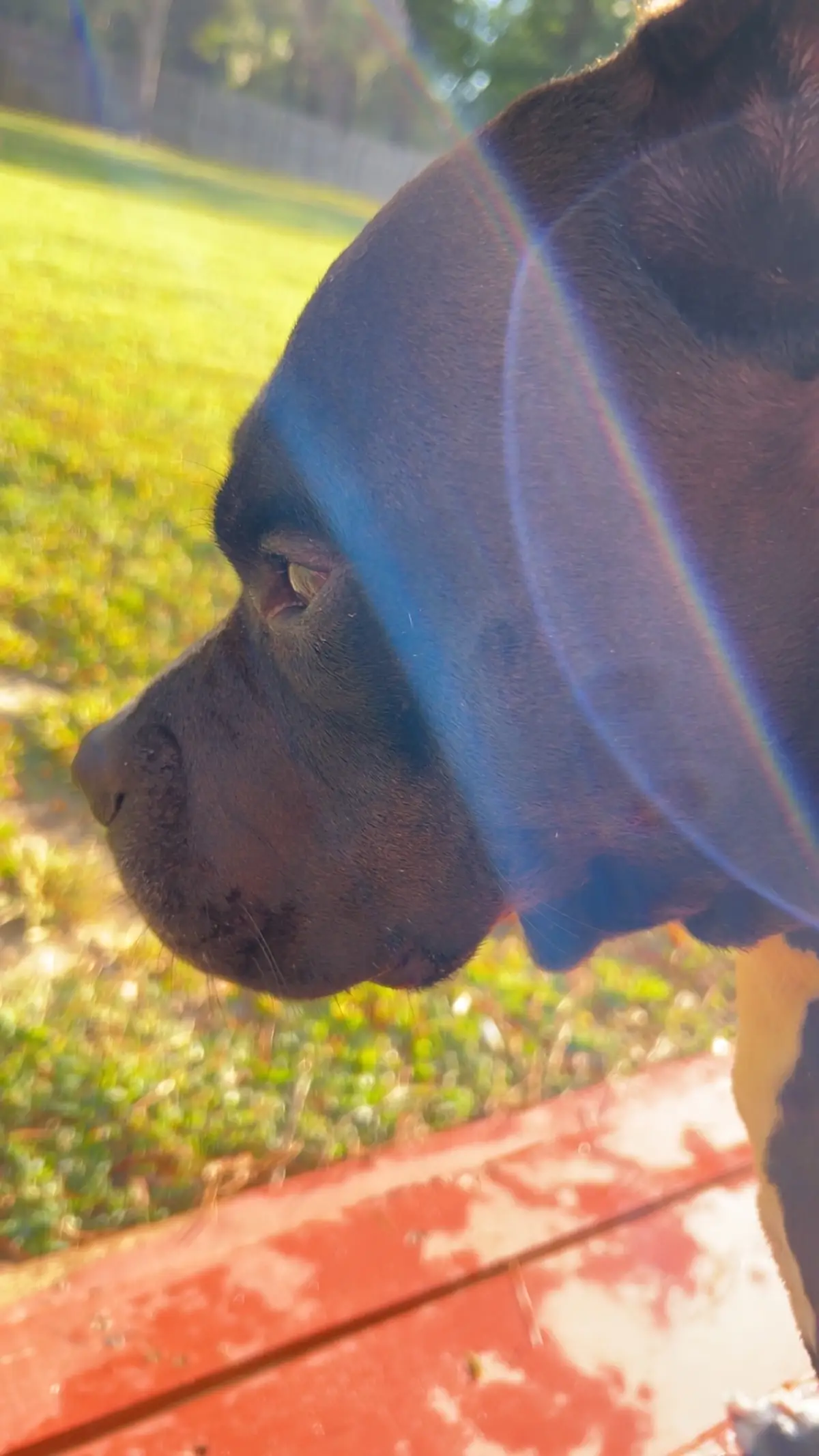 The greatest friend and companion one could ask for. 💕  #fypシ #fyp #pitbull #dog #dogsoftiktok 