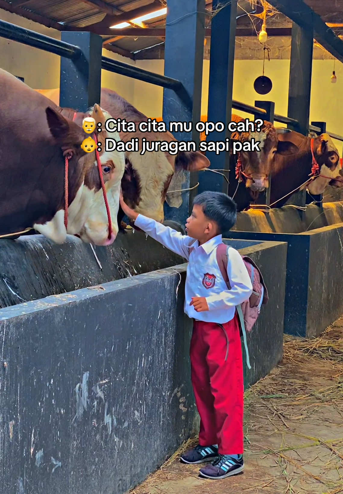 Amin 🤲🏻 #sapi #peternakmuda #fyp #sapiviral #sapijumbo 