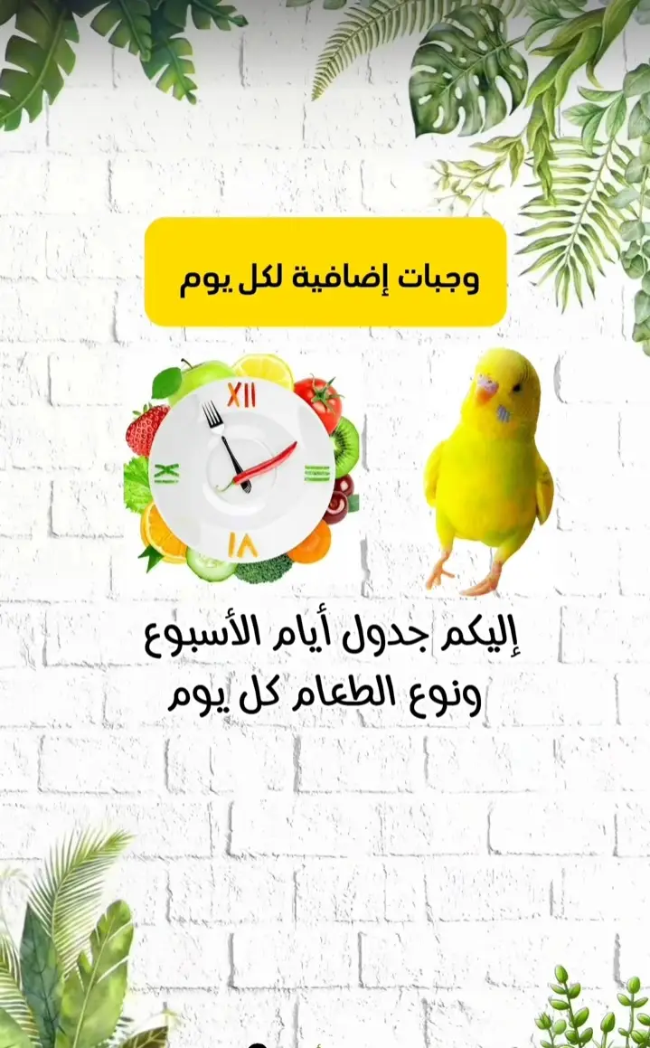 🐦🌿وجبات اضافية كل يوم 🥣☝🦜 مملكة طيور... مرحبا بيكم 🌿