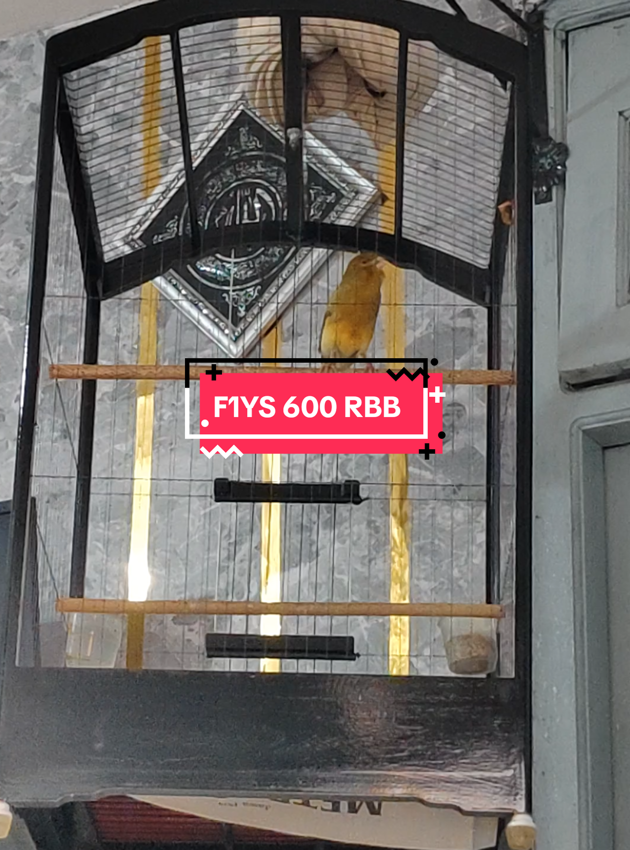 F1YS SIZE OK  . . . #anamampel #kenarimaniaindonesia #kenariprospek #kenariindonesia #kenarisurabaya 