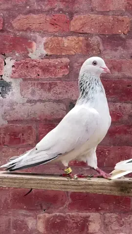 Sialkoti Kabootar #kabootar #kabootarbaazi #kabootarlover #shorts #fyp @tiktok creators @TikTok Trends 