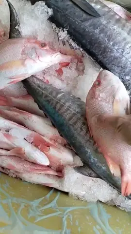 Bongkar ikan #jangkauanluas #ikansegar 