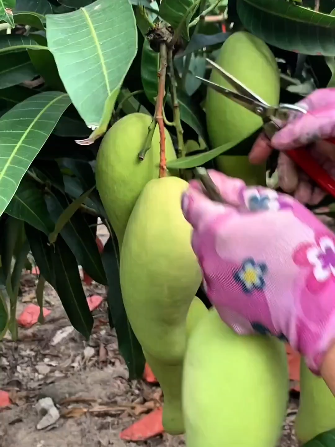 Cangkokan asli, cepat berbuah! Bibit mangga Kiojay siap tanam untuk hasil buah besar & manis segar 🍑👌 #bibitbuahunggul #bibitmangga #jualbibitbuah #manggakiojay #bibitmanggacangkok #hobiis #berkebun