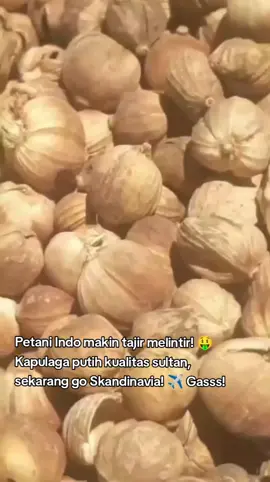 Dari jantung bumi pertiwi Indonesia, sebuah 