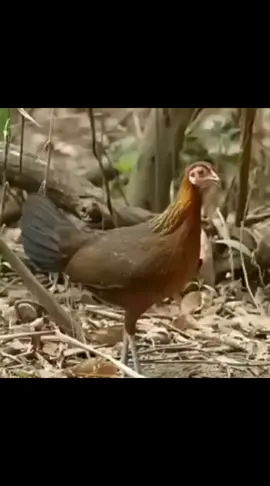 Tiếng gà mái rừng mồi chuẩn mp3 #garung #baygarung 