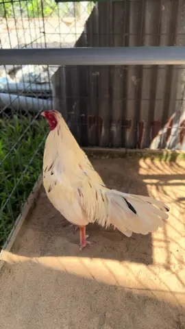 Chế độ cũ 🥰#yeuthuongdongvat #ga #gànòi 