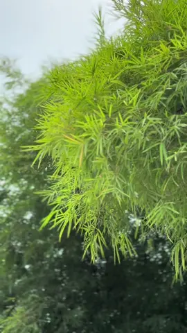 Aishiteru ❤️ #fypシ゚ #brio #fyppp 