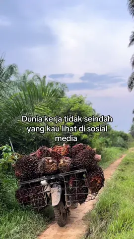 😇#storysawit🌴🌴 #kulisawit #sawitontiktok #langsirsawit #petanisawit🌴 