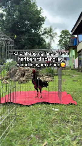 #fyp #ayambangkoksuper #xyzbca #4u #ayambangkok 