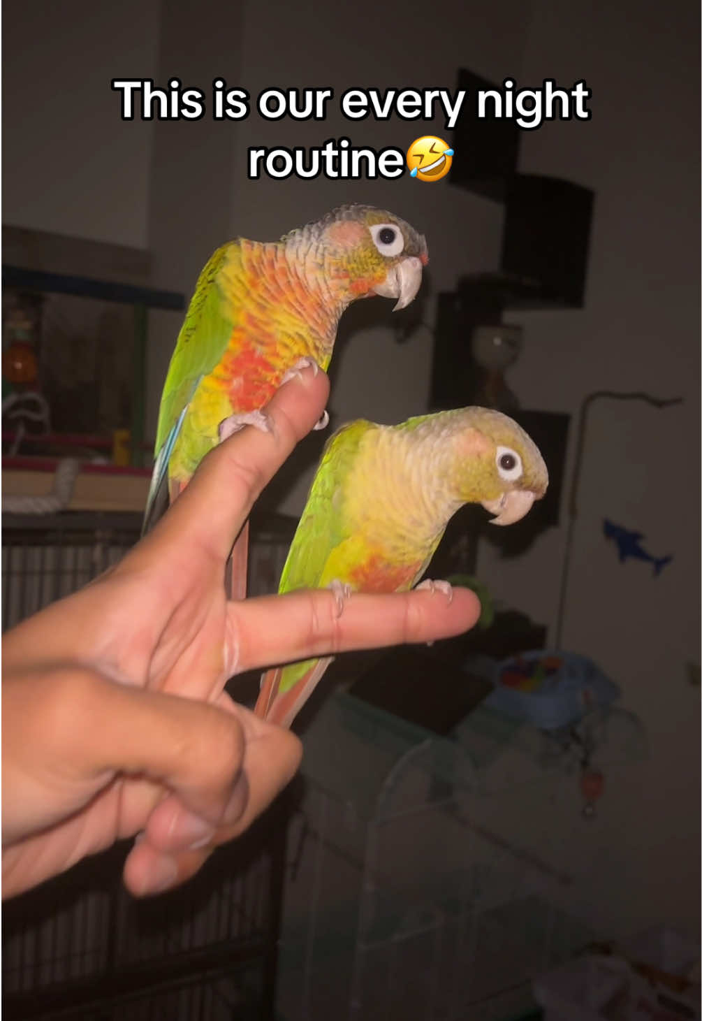 Our nighttime routine for the parrots #parrot #cage #parrotsoftiktok 