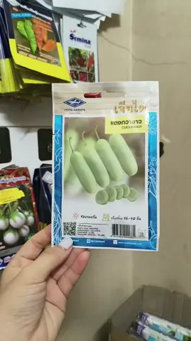 Hạt giống dưa leo trắng 