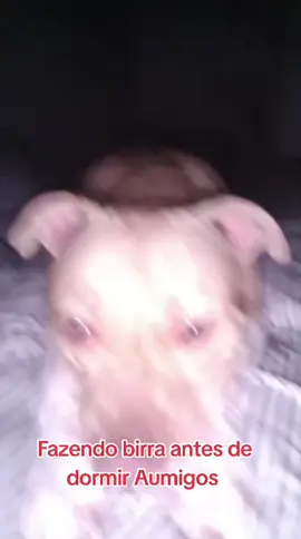 #LIVEIncentiveProgram #LIVECareer #PaidPartnership #pet #pitbull 