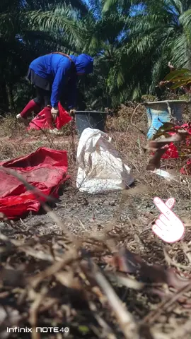 #wanitapejuangrupiah #kulisawitkalimantan #trendingvideo #kebunsawit 