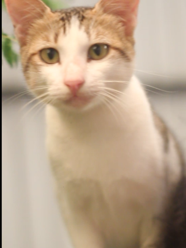 කාටද මේ චුති කිටියාව  ඔනේහ්••• 🙊😇❤️ #capcut #trending #tiktuk #viral #foryou @Woofy Bae 🛼 @tiktok creators @hirutv @yashodadesilva 