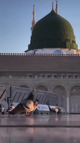 Heaven 🥹❤️‍🩹  . . #islamiccontent #islamicstatus #viral #fyp #nasheed 