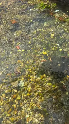 🌿 “Một ngày nắng, một dòng suối, một tâm hồn nhẹ tênh.”  ☕️ Ngõ Suối Cafe  📍 Ngõ 111 Trần Huy Liệu, Mộc Châu  ⏰ 8am - 10pm  #ngosuoicoffee #ngosuoi #QuánCafeViewĐẹp #mocchaureview #checkinmocchau      