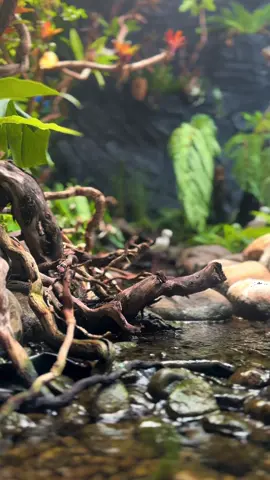 Terbang bebas,seindah habiat aslinya #aviarymini 