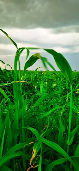 #البطانه_جمال_الباديه_والريف  #الخريف_والجو_الجميل🍁🍂 