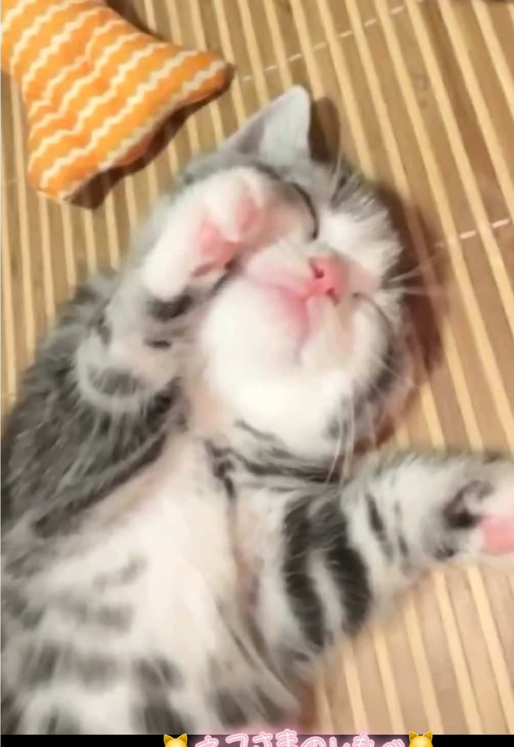 ネコさまの天使のような寝顔😍💘イタズラしても起きなそう🤭︎💕︎隣で添い寝して可愛い寝顔を見ていたいです‪🫶🏻💕 #ねこ #猫 #猫可愛い #猫のいる暮らし