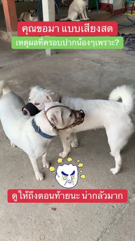 #dogsoftiktok #หมาไทยน่ารัก #dog #tiktokdogs #หมาซนประจําบ้าน 
