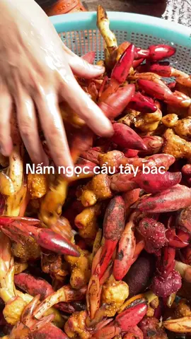 #dacsantaybac #ngoccau 