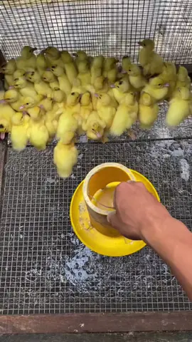 Makan🐣🐣🐣🐣#entok 