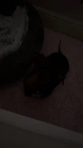 Is this cause I outed him? 🤣 #fyp #dachshund #puppy #lgbtq #sleep 