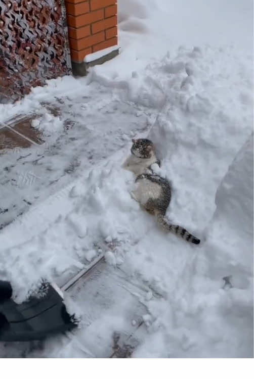 The cat was very happy to see snow for the first 💕time#foryou #cat #fyp #catsoftiktok #funnycat 