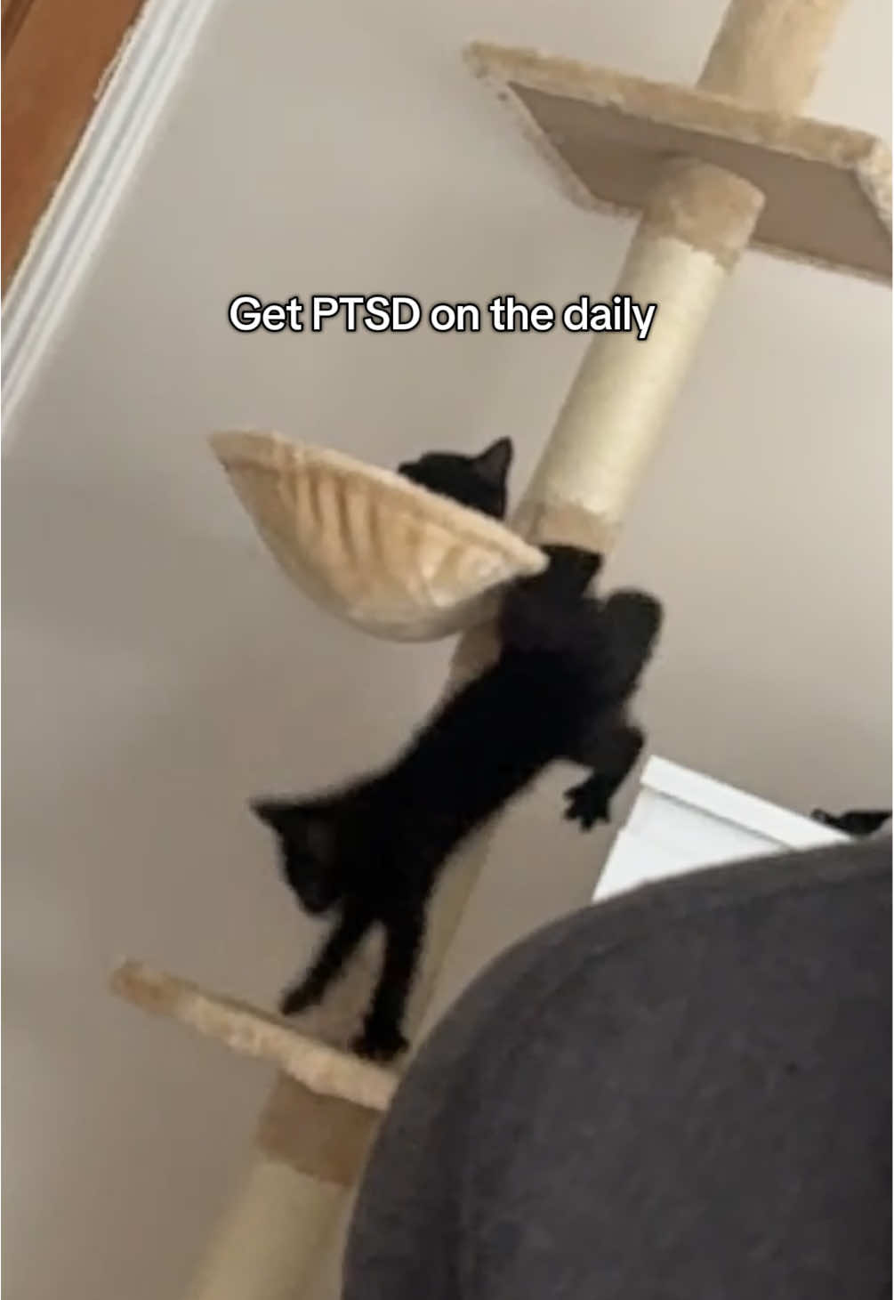 Salem core✨🥲 #fyp #blackcat #sabrinacarpenter #cat 