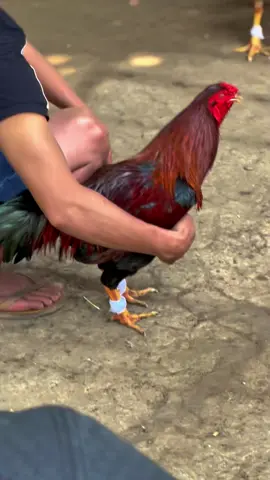 Nhạc chiến🐓🚀🚀#dagacuasat❤️ #xh #dagavietnam #gasiumy #vietlai