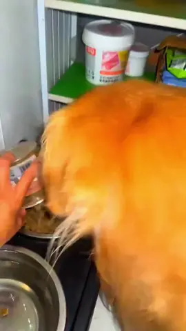 Funny animals 🤣 #pet #cat #dog #cute #animals #foryou #typ