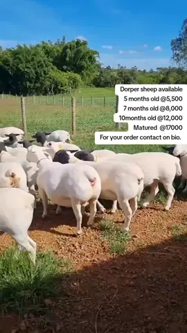Dorper sheep available✅ 5 months old @5,500/= 7 months old @8,000/= 10months old @12,500/= Female @16,500/= ready pregnant DELAMERE FARM NAIVASHA KENYA : 0762-54-39-00 Call/Sms/WhatsApp:0762543900 We deliver country wide and we offer free delivery