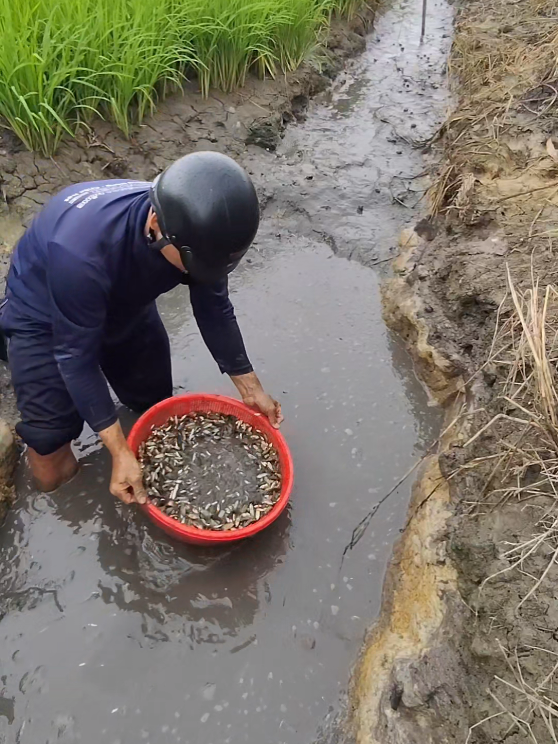 do nước bị thuốc sâu thấy tội ghê #utli #67 #thinhhanh #xuhuobg2025 