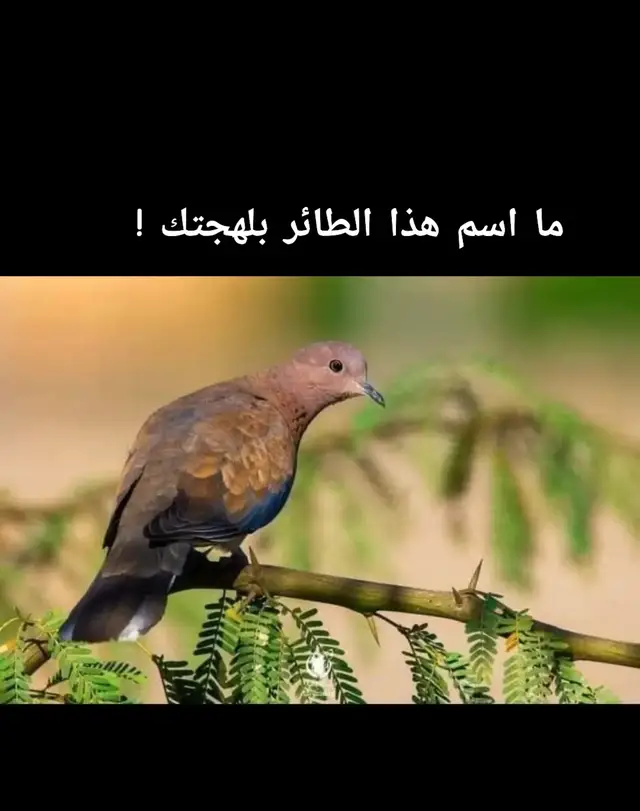 طيور البر#