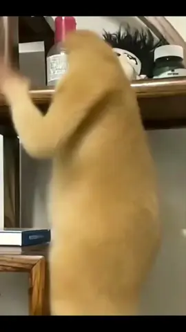 ジャッキー・ネコちゃん#猫 #猫のいる暮らし 