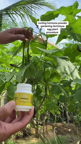 rooting hormone powder #eggplant #gardeningtips #vegetablegarden #backyardgarden 