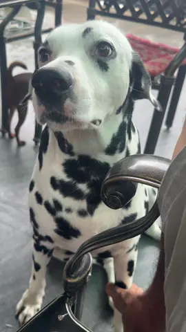 Tui lượn hồi là cũng phải cho à ông ơi#xuhuongtiktok #j4f #Mrdom #