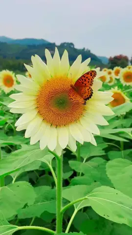 🌻 နေကြာပန်း 🌻  #နေကြာပန်းလေးပါ🌻🌻 #flowers #flowerlover #sunflower #nature 