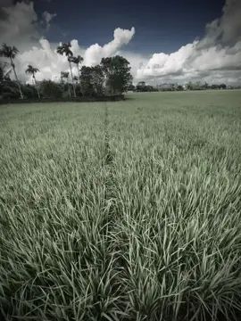 不要害怕慢慢来，只要你不停止前行。 Đừng sợ bước chậm, miễn là bạn không ngừng tiến về phía trước. #camxuccuaem #ddnxuhuong #xhuong #tamtrang #viral 