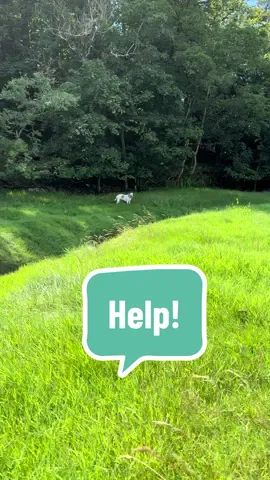 What would your dog do if you call for help? 🗣️🚨🐶🇺🇸🇬🇧🙌 #help #dog #americanbulldog #elsalioncub #fyp 