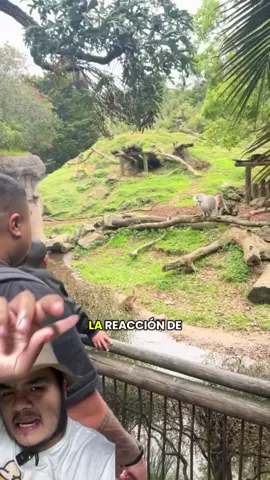 La reacción de un papion sagrado #AprendeEnTikTok #animales  