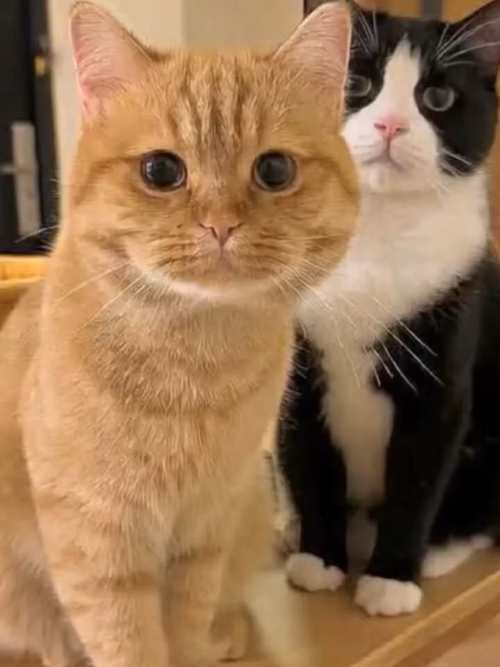 16.09.25a #catvideo ##cutecatsoftiktok #tiktokcatsvideos #viralvideos #cutecats #tiktokcats #catlover #cat #cats #catsvideos #fyp