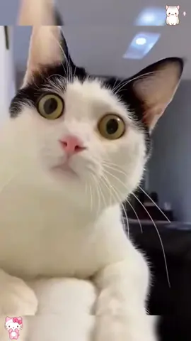 Funny cat 🐈 🐱 #funny#cat#happy#fyp