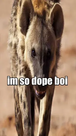 i cant stop hyenaposting LMAAOOOO anyways whats up yall this is ethan4real!!!! #fyp #hyena #foryouuuu #hyenasarecool #hyenaful 