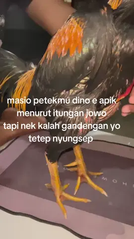 betul PO gak #fyp #salamsatuhobby #hobbyayam #jawatimur #ayamhoby 