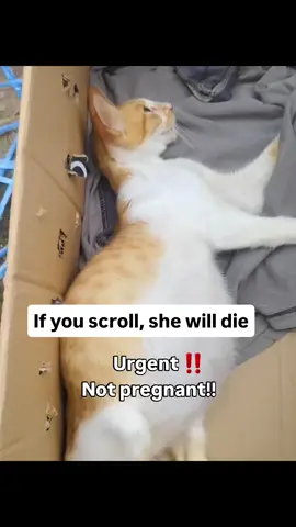 YES, SHE'S NOT PREGNANT AND NEEDS LIQUID SUCTION ‼️‼️ Updates:  SHE'S with the vet but less attended on since we have no funds to cover his medical costs and only 1 person has donated for her Links in the bio to help. After liquid suction,  we will do further examinations and tests #repost #catsoftiktok #catrescue #rescuekittens #catsfollowers #cats #straycatsoftiktok #communitysupport #catstiktok #unitedkingdom #usa #europe #germany #switzerland #furryfriends 