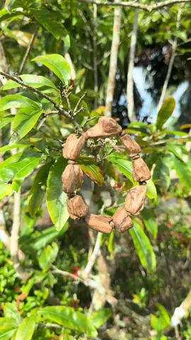 Đẹp chìm mùi cực bốc #trầmhương #viral #xuhuongtiktok2025🥰 