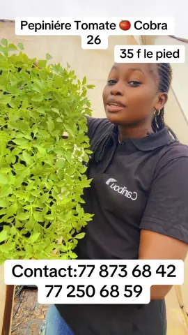 Gneuww lène dieunde nakk#senegalaise_tik_tok #GestionDesCultures #RéseauAIN #EntrepreneuriatAgricole 