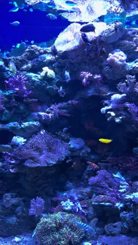 #bxseabintaro #bxseaaquarium 