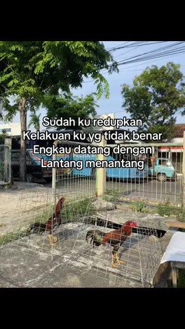 Lagian sii petatang peteteng, kumat lagi kan 🤣 #pageforyou #fyp #hobbyayam #bangkokclasik #ayambangkokindinesia 